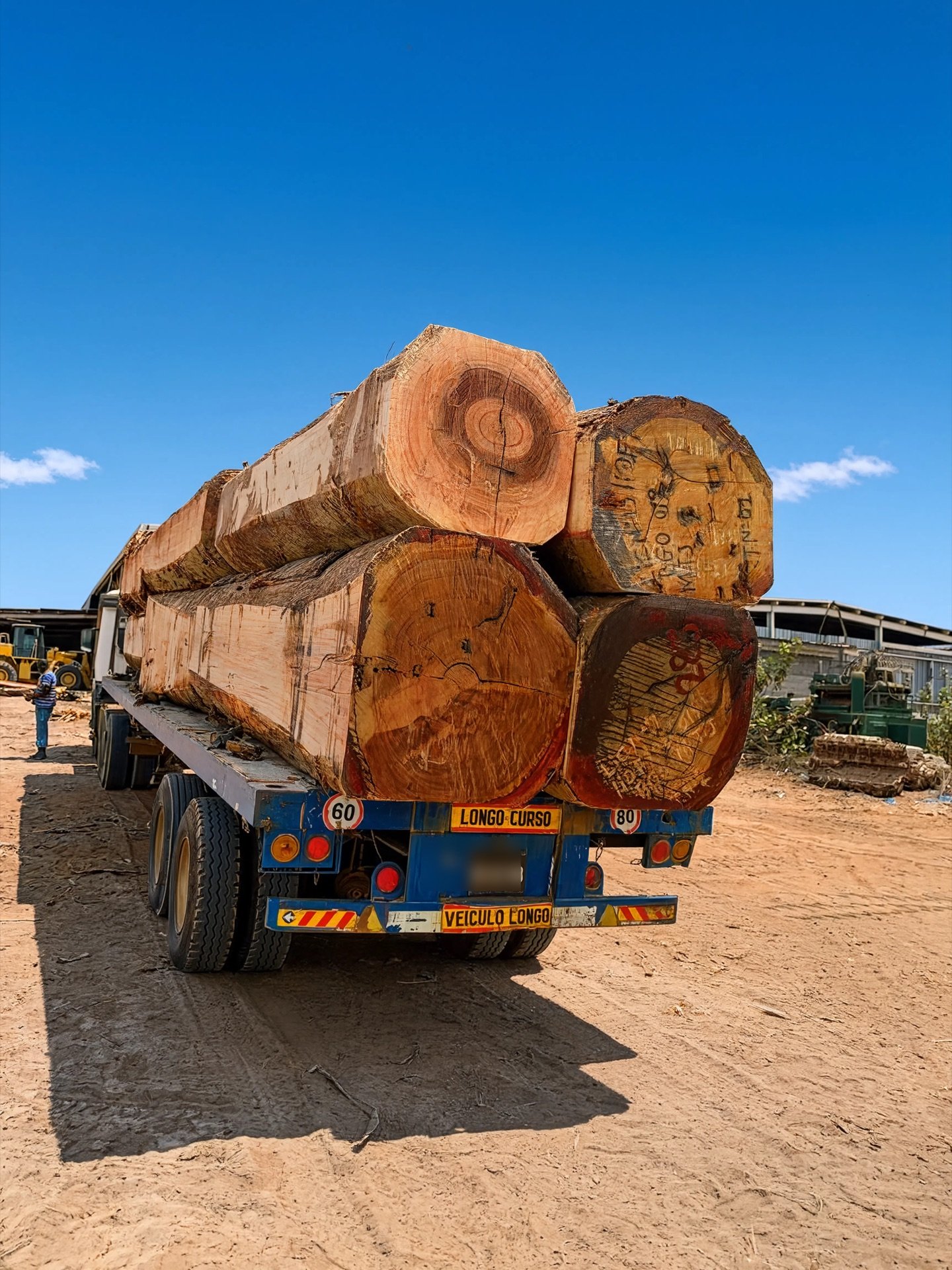 Massive hardwood logs loaded on a flatbed truck